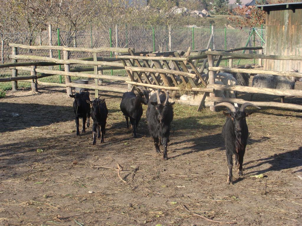 Gospodarstwo Agroturystyczne Ania I Filip Izabelin  Exterior photo